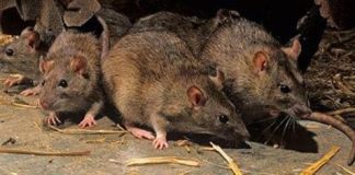 Hantavirus: El segundo caso autóctono podría haberse dado en la localidad de Villa Rosa Pilar.