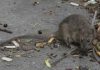 Desmienten caso de Hantavirus en Pilar