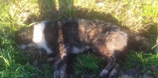 Alerta imágenes impactantes: Perros muertos por envenenamiento.