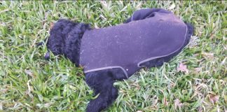 Siguen apareciendo animales muertos en el barrio El Gasoducto.