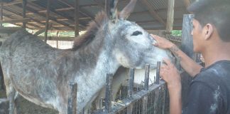 Zoonosis de Pilar recuperó animales maltratados.