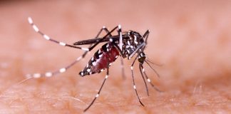 Dos son los casos de dengue, afirma la Secretaría de Salud de Pilar.