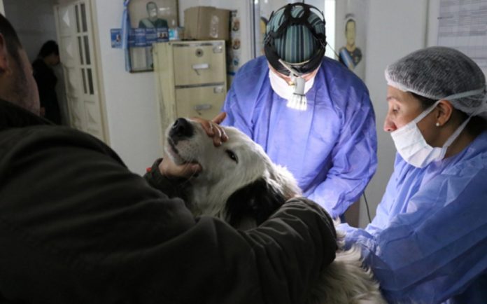 Zoonosis también castrará animales en Presidente Derqui Zoonosis también castrará animales en Presidente Derqui