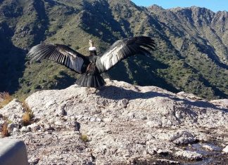 Sorprendente revelación sobre el cóndor andino cóndor