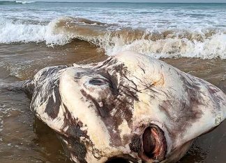 La extraña criatura que apareció en Australia Pez Luna