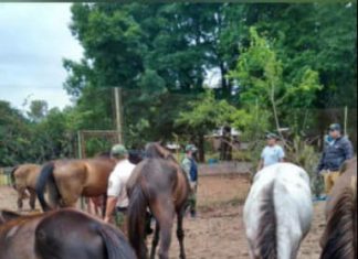 Detienen a dos personas por maltrato animal detenidos maltrato animal