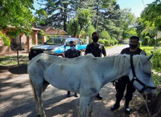 Guardia Urbana rescató a un caballo en mal estado en Del Viso caballo