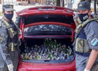 Santiago del Estero: rescataron 216 loros traficados en un baúl de un auto loros traficados