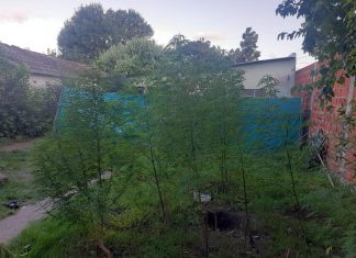 Incautan 8 kilos de marihuana en Maschwitz incautan 8 kilos de marihuana en Ingeniero Maschwitz