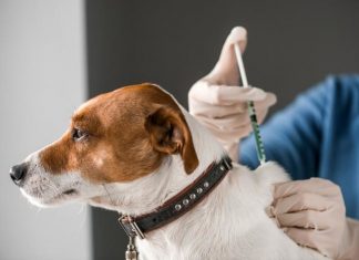 Rusia lanzará que una vacuna contra el coronavirus para animales animales