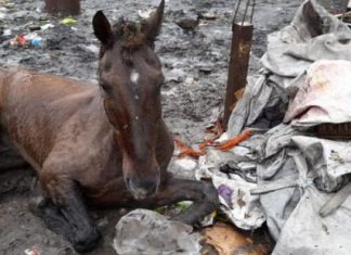 Derqui: Policía Rural rescata a caballo en mal estado de salud Derqui: Policía Rural rescata a caballo en mal estado de salud