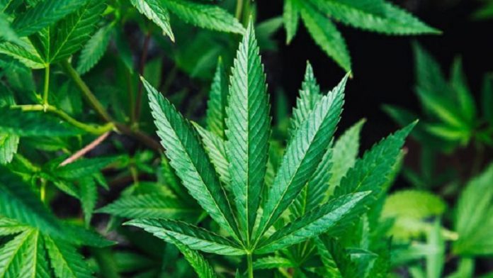 Día Mundial de la Marihuana