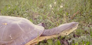 23 de Mayo Día Mundial de las Tortugas