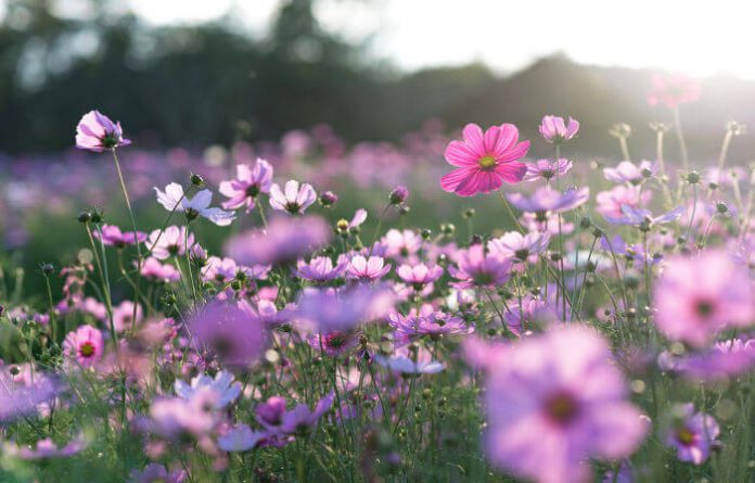 Primavera Primavera