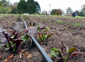 Con una jornada de actividades, se celebra en Pilar el Mes de la Agroecología