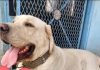 Denuncian a una veterinaria por mala praxis en Pilar mala praxis