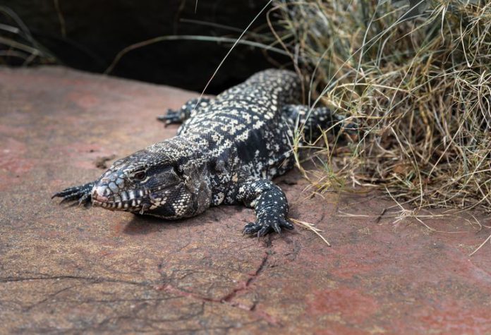 Lagarto overo