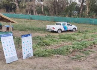Villa Astolfi: policía desbarata vivero de Marihuana vivero