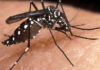 La provincia de Buenos Aires registra 200 casos autóctonos de dengue y 70 de chikungunya La provincia de Buenos Aires registra 200 casos autóctonos de dengue y 70 de chikungunya