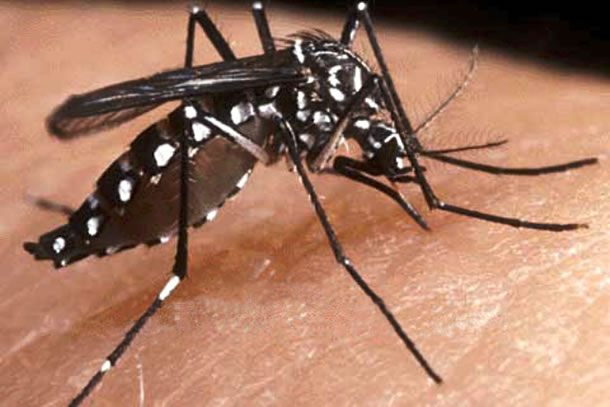 dengue La provincia de Buenos Aires registra 200 casos autóctonos de dengue y 70 de chikungunya