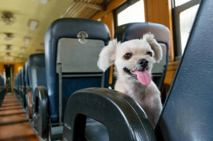 lg Las mascotas podrán viajar en trenes y micros de larga distancia en Argentina