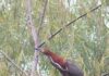 Invitan a una salida gratuita de observación de aves en la Reserva Natural del Pilar Invitan a una salida gratuita de observación de aves en la Reserva Natural del Pilar