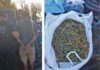 Del Viso: detuvieron a dos hombres con más de 200 gramos de marihuana en la vía pública Del Viso: detuvieron a dos hombres con más de 200 gramos de marihuana en la vía pública