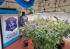 Desbaratan una banda que vendía marihuana por redes sociales: secuestran más de 23 kilos de cannabis Desbaratan una banda que vendía marihuana por redes sociales: secuestran más de 23 kilos de cannabis