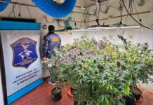 Desbaratan una banda que vendía marihuana por redes sociales: secuestran más de 23 kilos de cannabis Desbaratan una banda que vendía marihuana por redes sociales: secuestran más de 23 kilos de cannabis