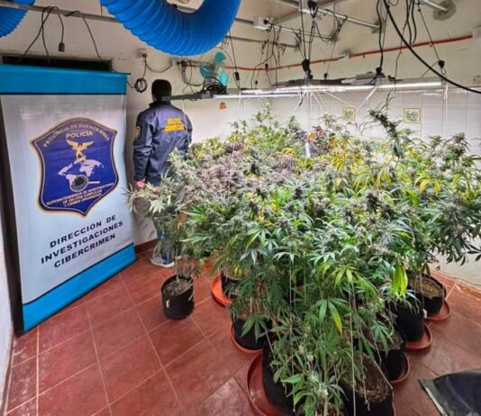 Desbaratan una banda que vendía marihuana por redes sociales: secuestran más de 23 kilos de cannabis Desbaratan una banda que vendía marihuana por redes sociales: secuestran más de 23 kilos de cannabis